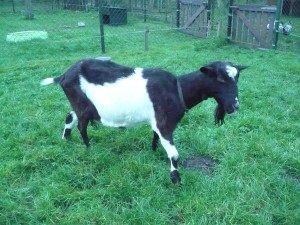 Maud (1)