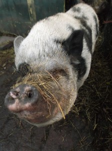 Zwijntjes (3) (478x640)