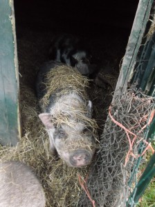 Zwijntjes (4) (478x640)