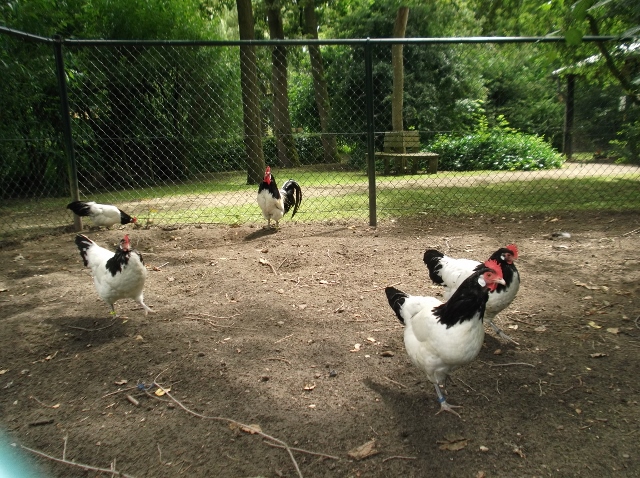 Rechtdoor ontsnappen Aardbei Weverkeshof | Kippen en hoenders