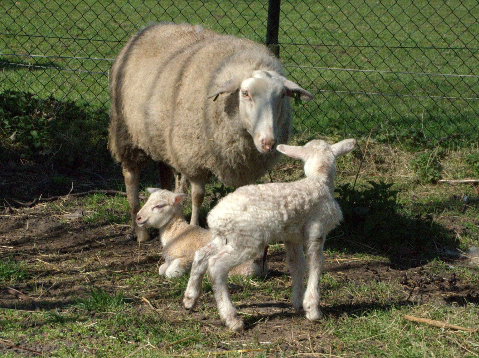 De dieren